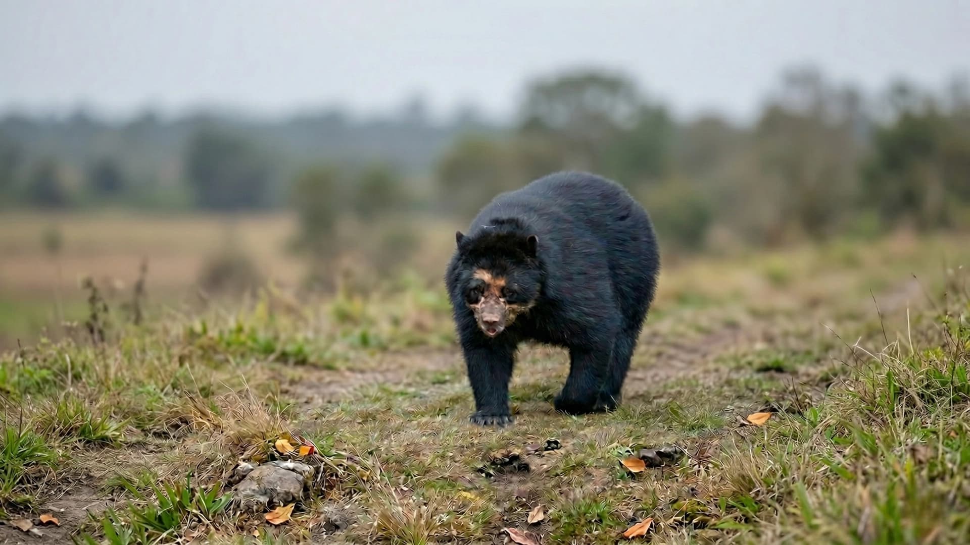 La fauna y flora de Wiñay Wayna