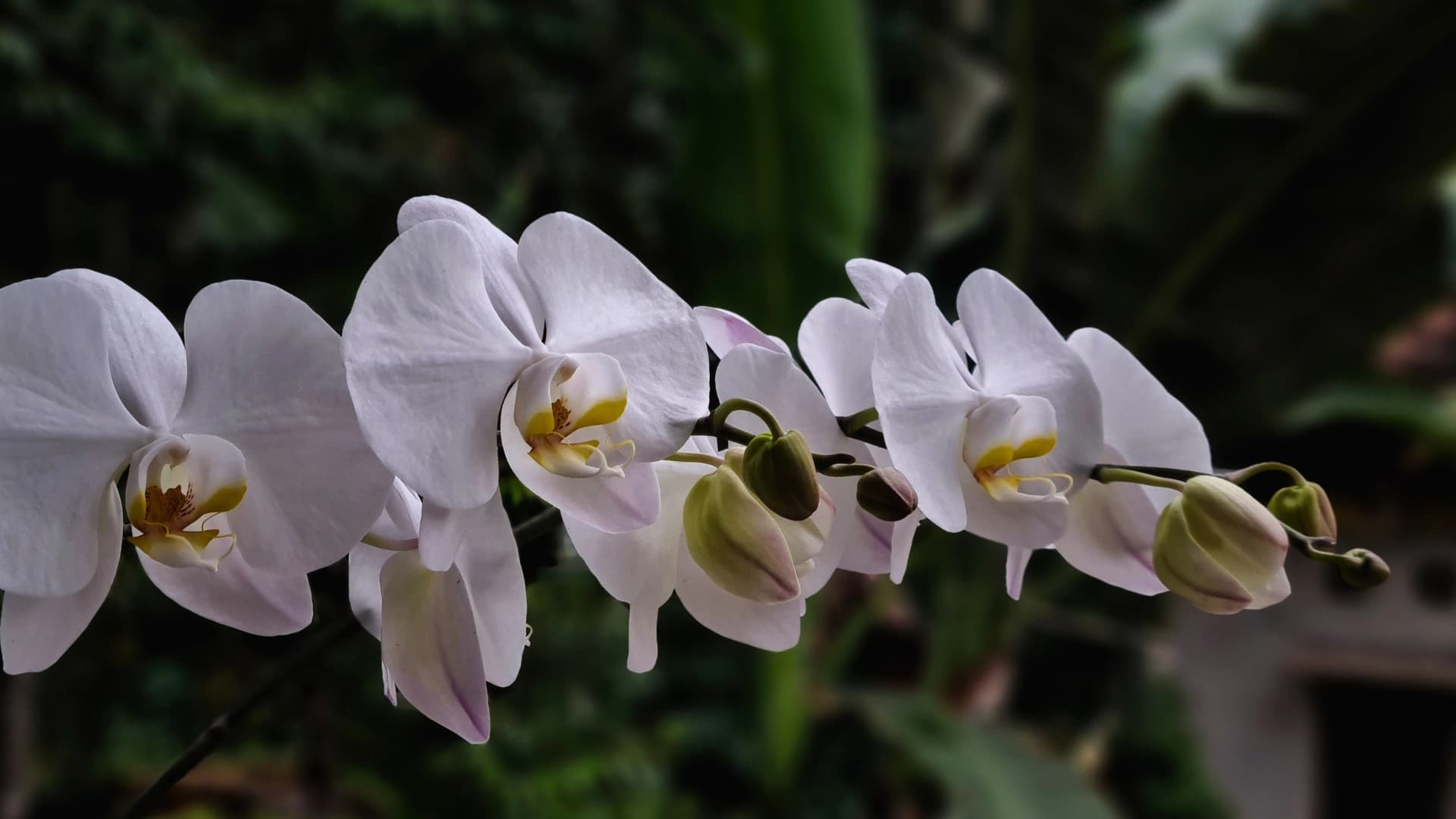La fauna y flora de Wiñay Wayna