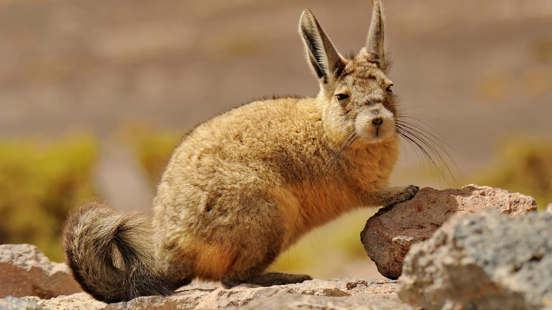 La fauna y flora de Wiñay Wayna