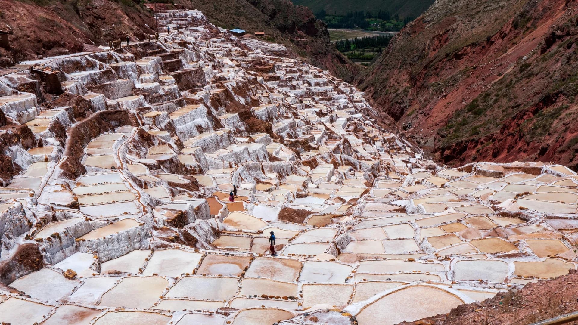 Maras
